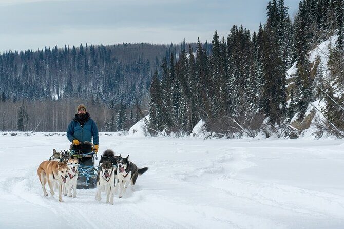 Large Groups for Mushing Activity - Large Groups for Mushing Activity: An Authentic Dog Sledding Experience in Fairbanks