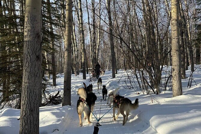 Large Groups for Mushing Activity - Key Points