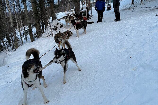 Large Groups for Mushing Activity - The Sum Up