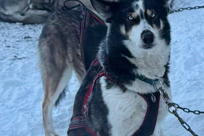 Large Groups for Mushing Activity - FAQ