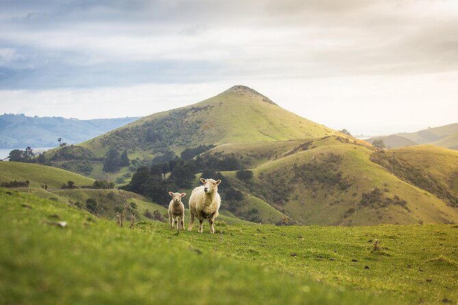 Larnach Castle Tour & Wildlife Cruise (Dunedin Shore Excursion) - What Travelers Say