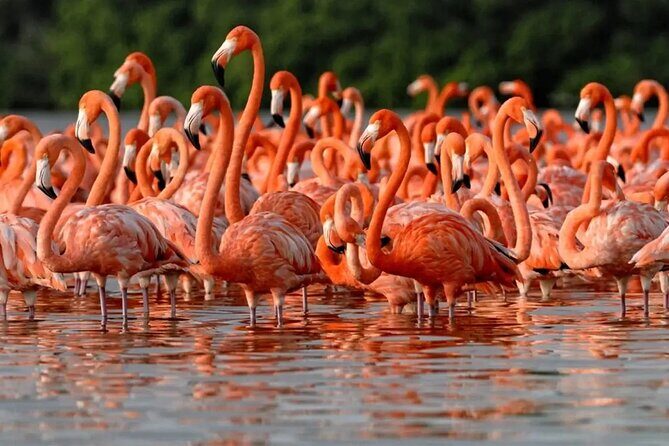 Las Coloradas and Rio Lagartos Day Tour from Cancun - What the Tour Includes and What to Keep in Mind