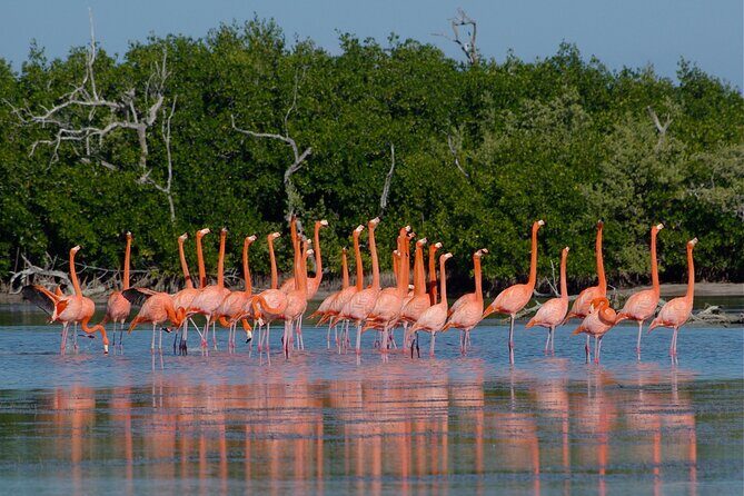 Las Coloradas and Rio Lagartos Tour with All Inclusive - FAQs