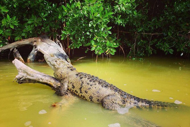 Las Coloradas and Rio Lizards private tour from Valladolid - FAQs