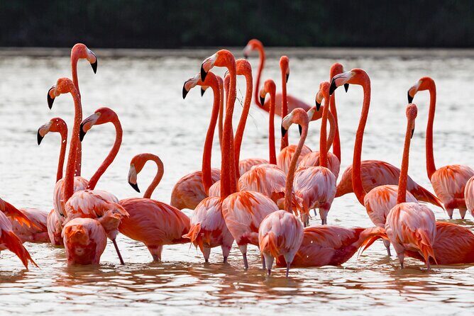 Las Coloradas Pink Lake & Rio Lagartos Guided Tour - The Sum Up