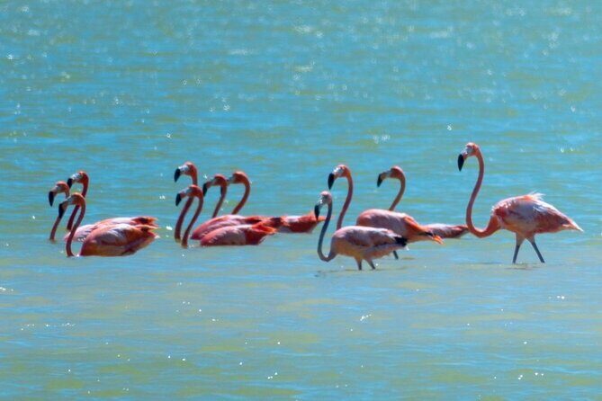Las Coloradas & Río Lagartos with boat & Lunch from Mérida - Who Should Consider This Tour?