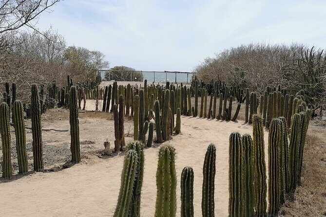 Las Labradas Archaeological Site - Nature and History Tour - A Deep Dive into the Las Labradas Experience