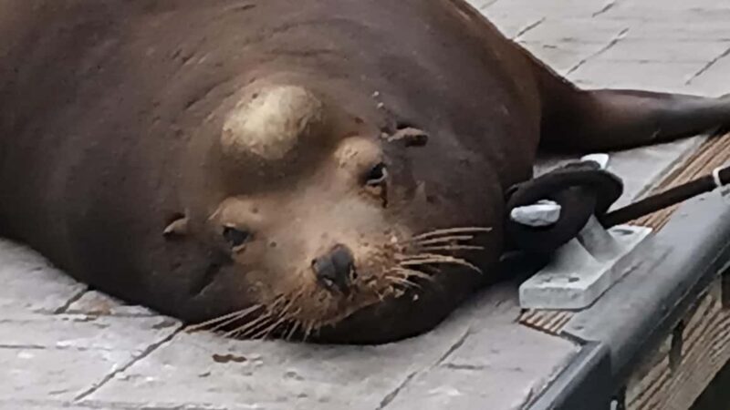 LA's Most Romantic Luxury Wine & Dine Boat Cruise & Sealions - FAQ