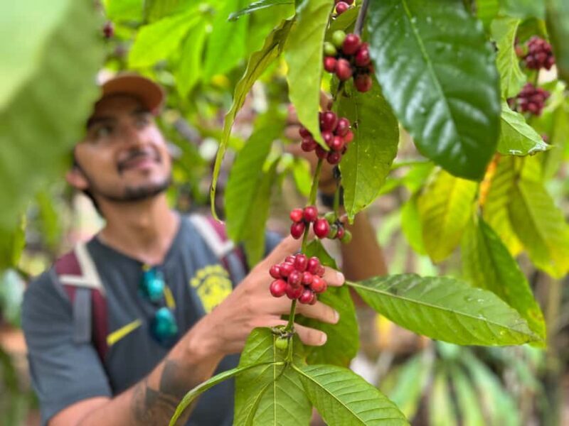 Las Terrenas: Private Coffee Trail ATV Tour in Samana - An Authentic, Well-Organized Adventure