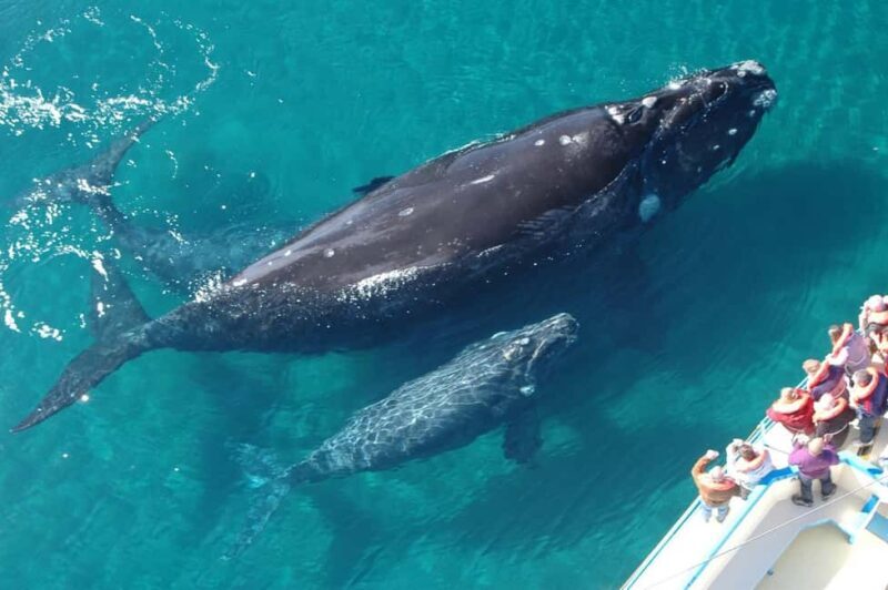 Las Terrenas: Whale Watching and Cayo Levantado Island Tour - A Detailed Look at the Tour