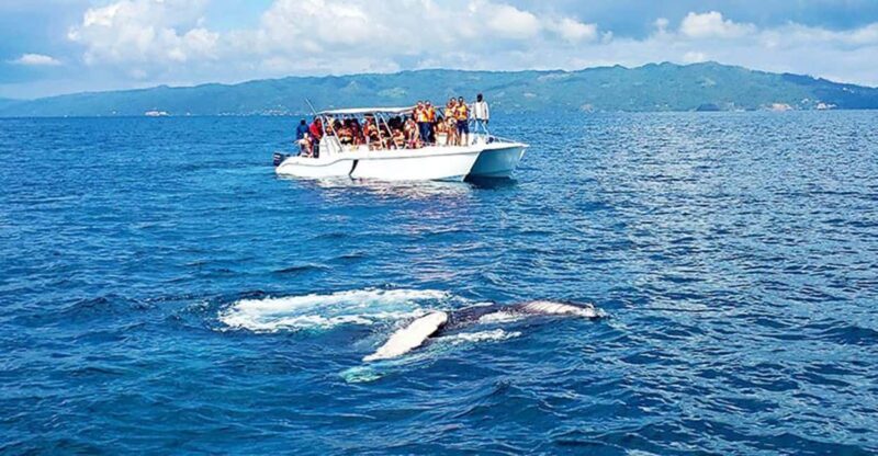 Las Terrenas: Whale Watching and Cayo Levantado Island Tour - Final Thoughts