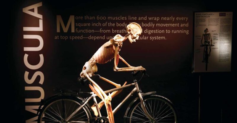 Las Vegas: BODIES | The Exhibition at the Luxor - What to Expect at BODIES...The Exhibition