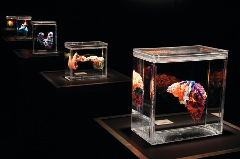 Las Vegas: BODIES | The Exhibition at the Luxor - Authenticity and Value