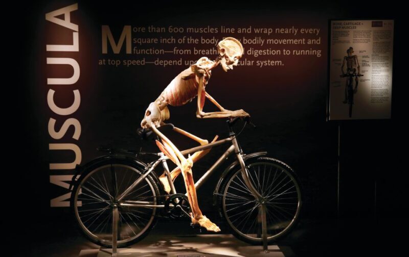 Las Vegas: BODIES | The Exhibition at the Luxor - The Atmosphere and Overall Experience