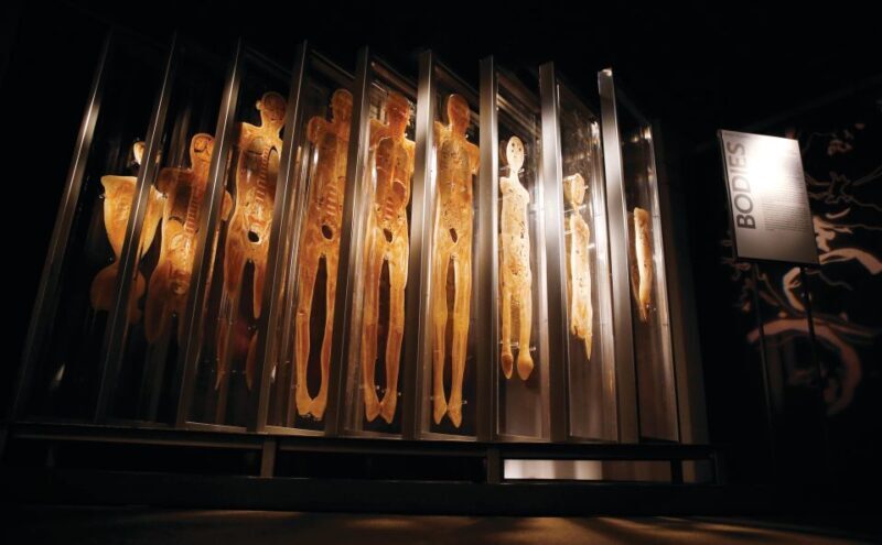 Las Vegas: BODIES | The Exhibition at the Luxor - The Sum Up