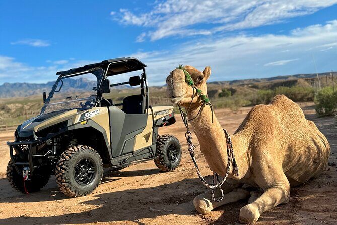 Las Vegas Guided UTV Safari and Zoo Tour - Authentic Experiences and Traveler Insights