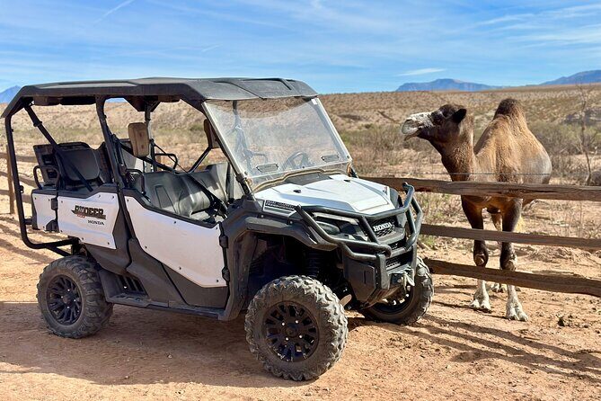 Las Vegas Guided UTV Safari and Zoo Tour - The Sum Up