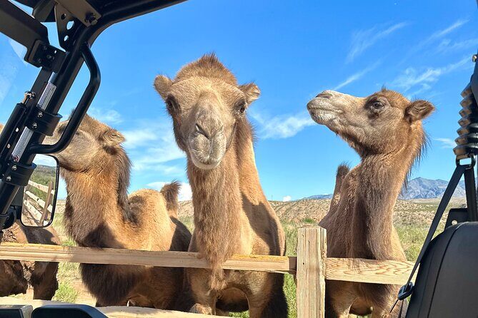 Las Vegas Guided UTV Safari and Zoo Tour - FAQs