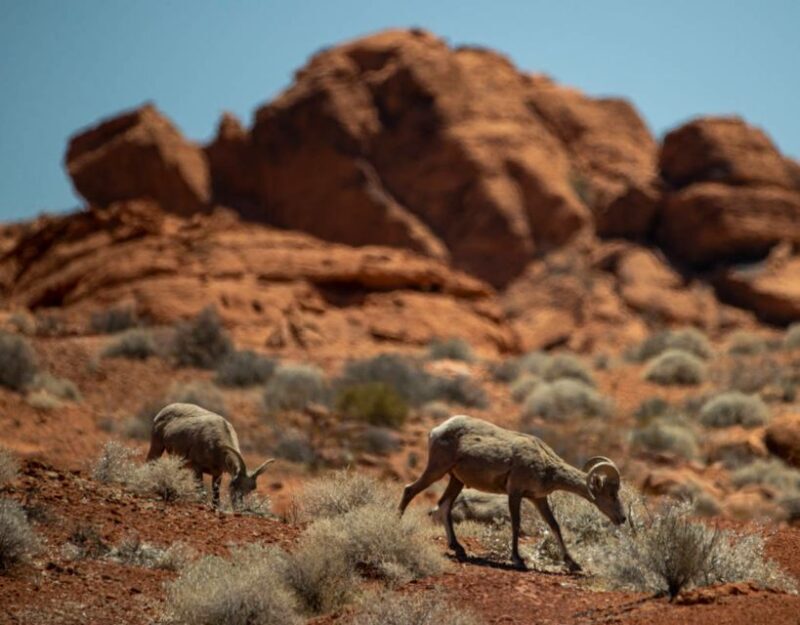 Las Vegas- Offroad Experience Wildlife, Ghost Towns and more - FAQs