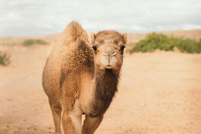Las Vegas Safari Tram Ride and Zoo Tour at Camel Safari - Final Thoughts: Is It Worth It?