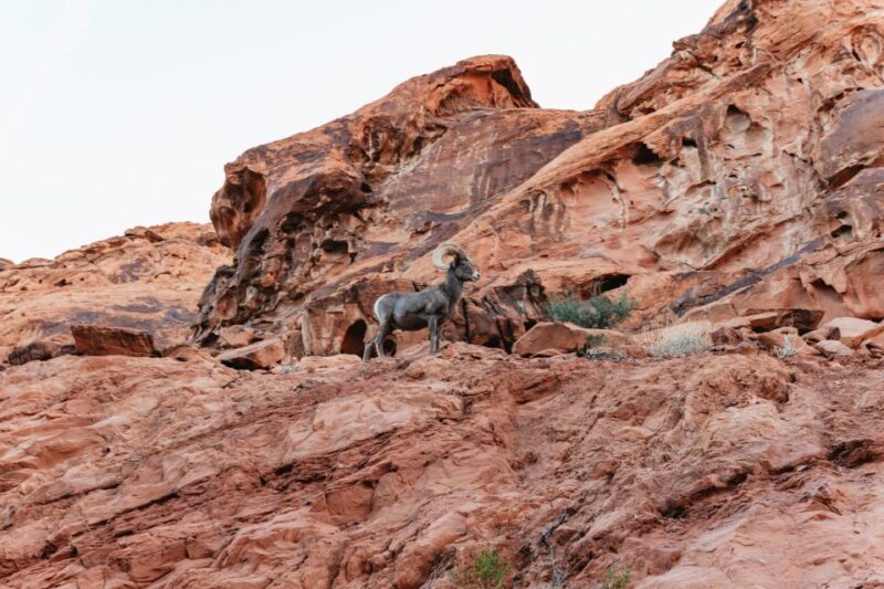 Las Vegas: Valley of Fire Guided Hike with Drinks and Snacks - The Challenge and Who It’s Best For