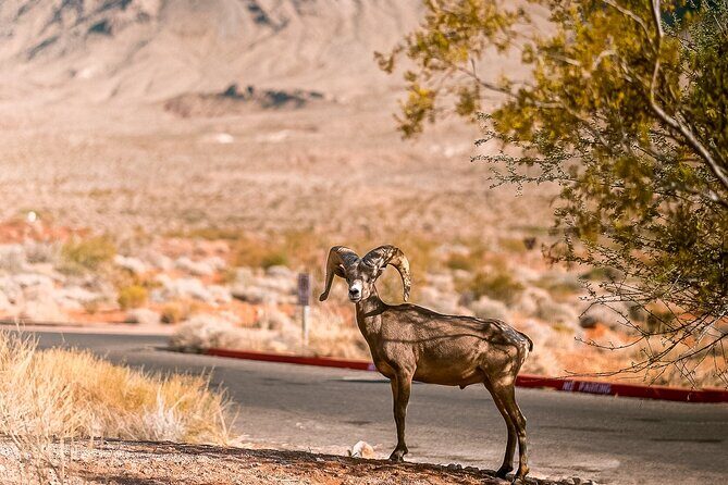 LasVegas Small Group 6Hour Valley of Fire/Hoover Dam/Boulder City - Duration and Schedule
