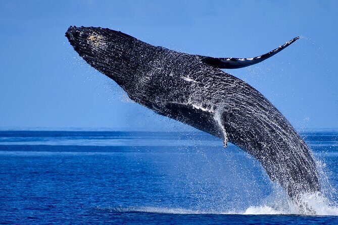 Late Morning Whale Watch Cruise from A'bay - Key Points