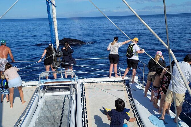 Late Morning Whale Watch Cruise from A'bay - The Itinerary in Detail