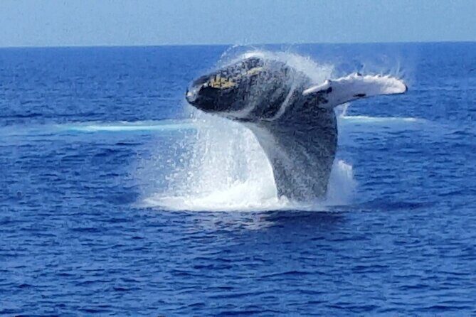 Late Morning Whale Watch Cruise from A'bay - FAQs