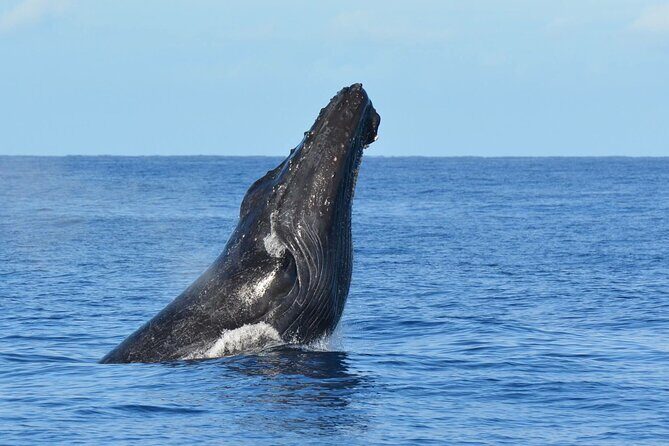 Late-Morning Whale Watch from Kawaihae - What You Can Expect from This Whale Watch Tour