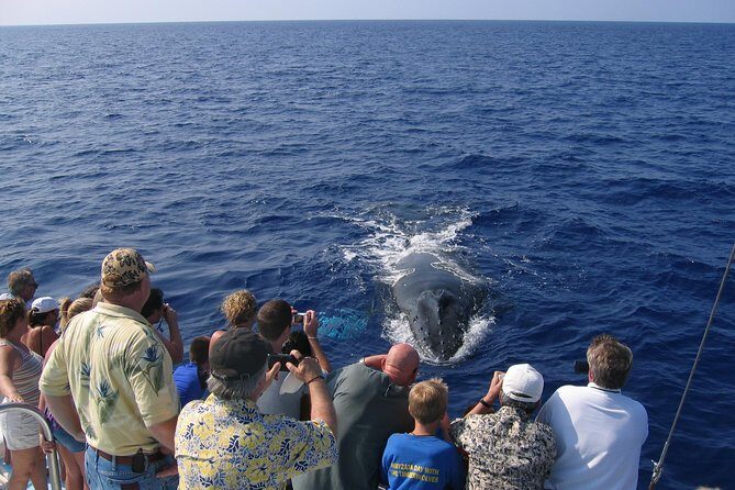 Late-Morning Whale Watch from Kawaihae - Value and Practical Considerations