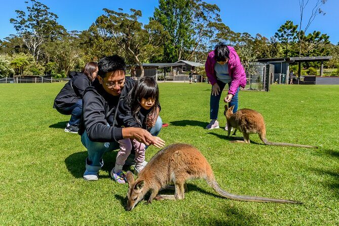 Late Start Blue Mountains Nature, Waterfalls, Koalas Small Group - Guide Expertise and Guest Experiences
