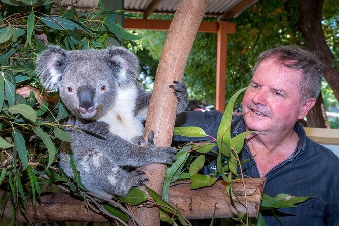 Late Start Blue Mountains Nature, Waterfalls, Koalas Small Group - Value for Money
