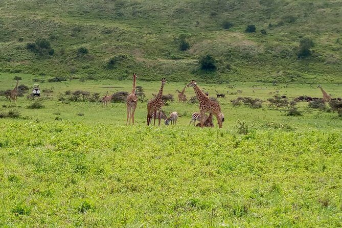 Latest Updates On The Top Best 3 day Serengeti Migration Safari - An In-Depth Review of the 3-Day Serengeti Migration Safari