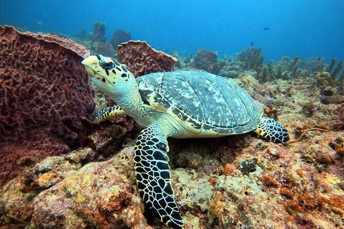 Lauderdale By The Sea Replicated Shipwreck & Reef Snorkel Trails - Key Points