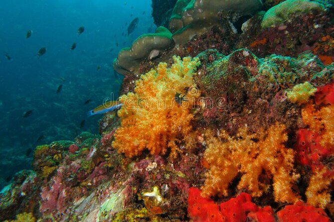 Lauderdale By The Sea Replicated Shipwreck & Reef Snorkel Trails - FAQ