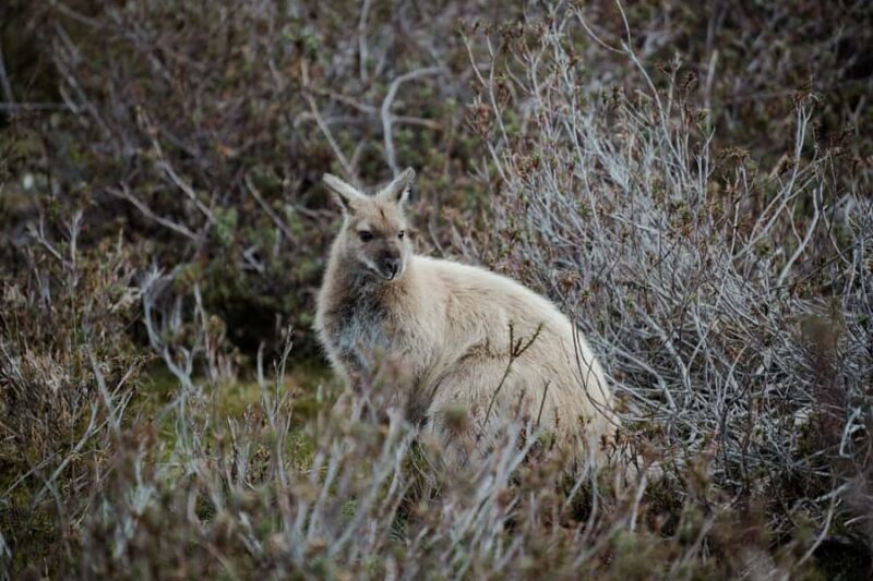 Launceston: 2-Day Overnight Cradle Mt & Wineglass Bay Tour - A Closer Look at the 2-Day Tasmania Adventure