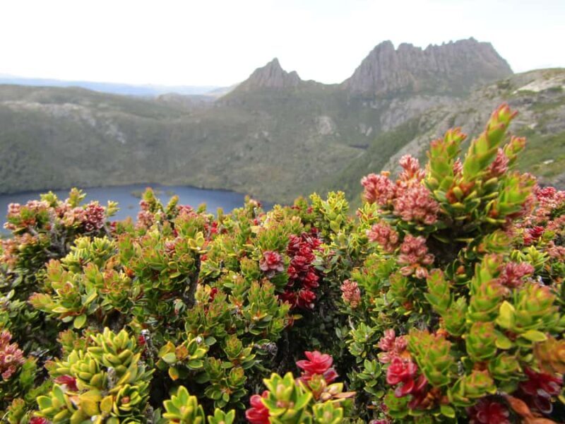 Launceston: Cradle Mountain Guided Active Day Trip - Enroute to Cradle Mountain
