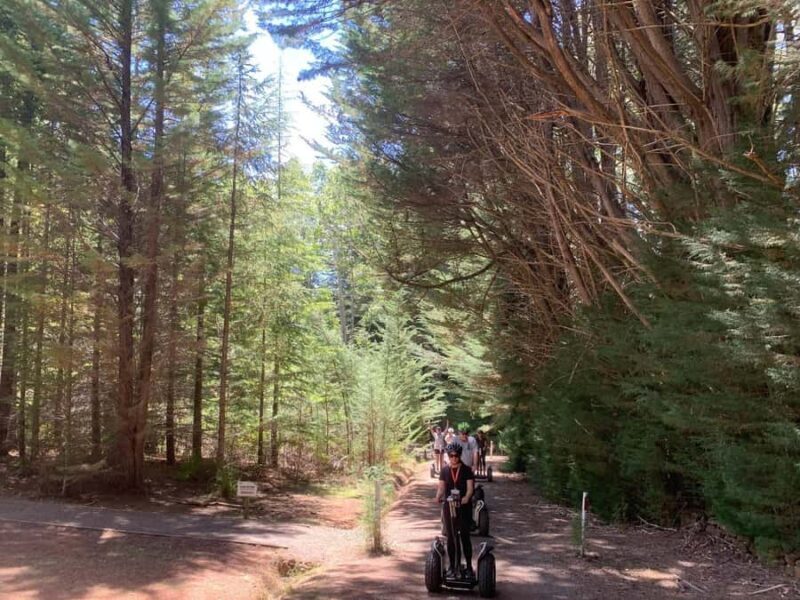 Launceston: Hollybank Forest Guided Segway Tour with Photos - Photos and Memories