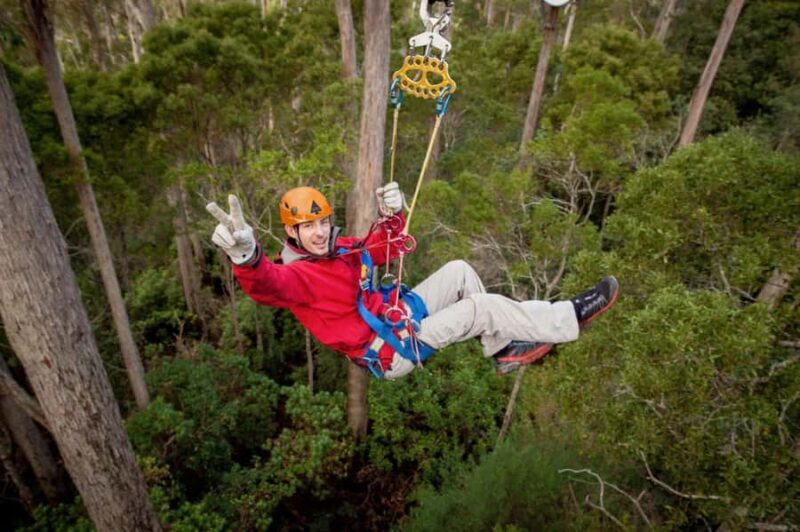Launceston: Hollybank Forest Treetop Zip Lining with Guide - Key Points