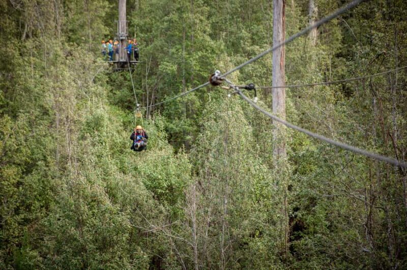 Launceston: Hollybank Forest Treetop Zip Lining with Guide - An In-Depth Look at the Hollybank Zipline Experience