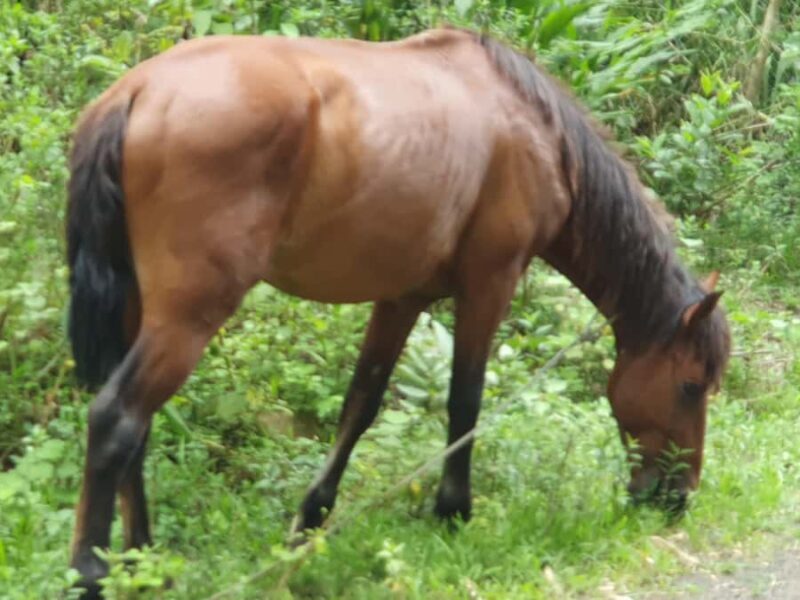Lautoka CruiseShip Port to Abaca Waterfall Hiking Round Trip - Reaching the Abaca Waterfall: A Natural Marvel