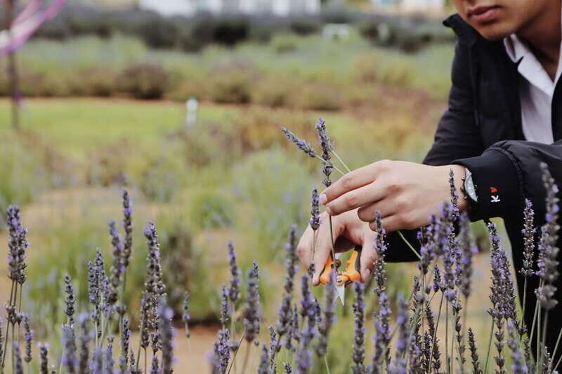 Lavender Experience Valle de Guadalupe - Guided Field Tour - Lavender Experience Valle de Guadalupe - Guided Field Tour: A Practical and Authentic Look