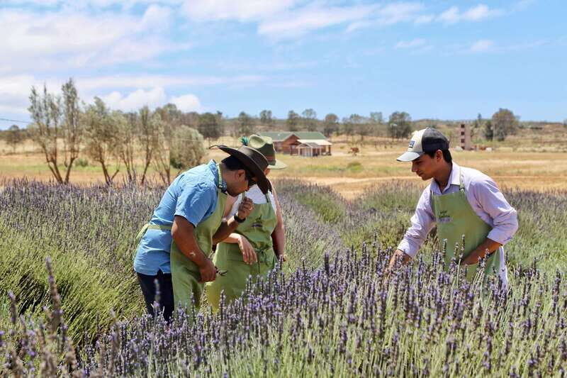 Lavender Experience Valle de Guadalupe - Guided Field Tour - Who Should Consider This Tour?