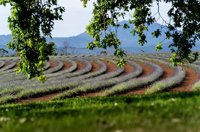 Lavender Farm - Bridestowe Festival of Flowers - The Sum Up: Is It Worth It?
