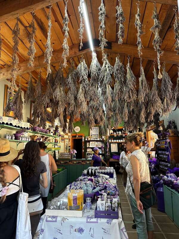 Lavender Ranch, Chautla and Val`Quirico. - Transportation and Group Size