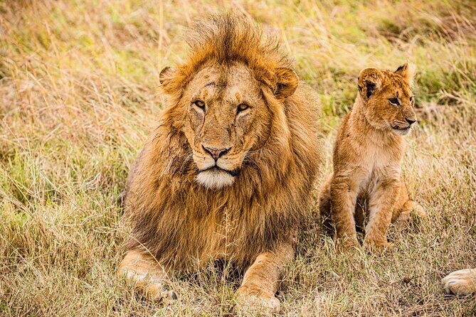 Lay Over Passenger Half Day Nairobi National Park Safari - FAQ