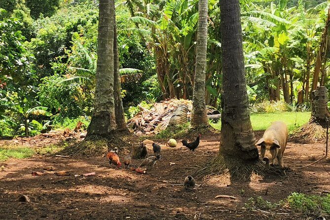 'Lazy Sunday' Sunday Bicycle Tour - Exploring Rarotonga on Two Wheels: An In-Depth Review