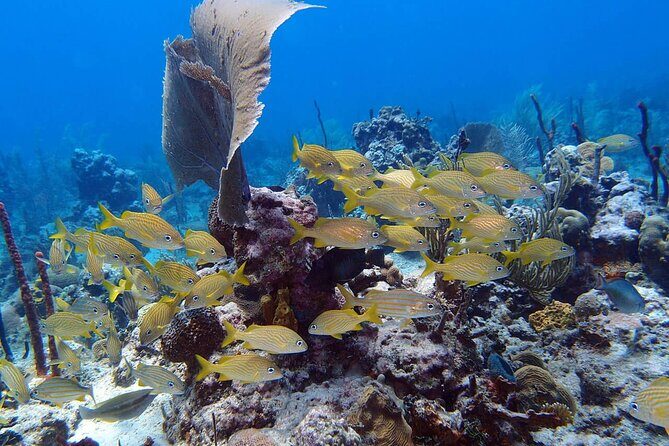 Learn to Scuba Dive in Punta Cana - The Experience: What You’ll Feel and See