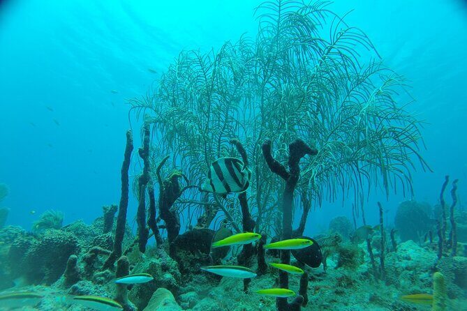 Learn to Scuba Dive in Punta Cana - Final Thoughts: Who’s This Tour Best For?